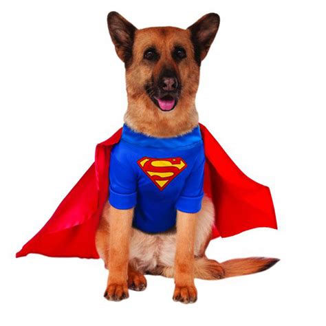 dog superman cape|2023 10 07 superman dog costume.